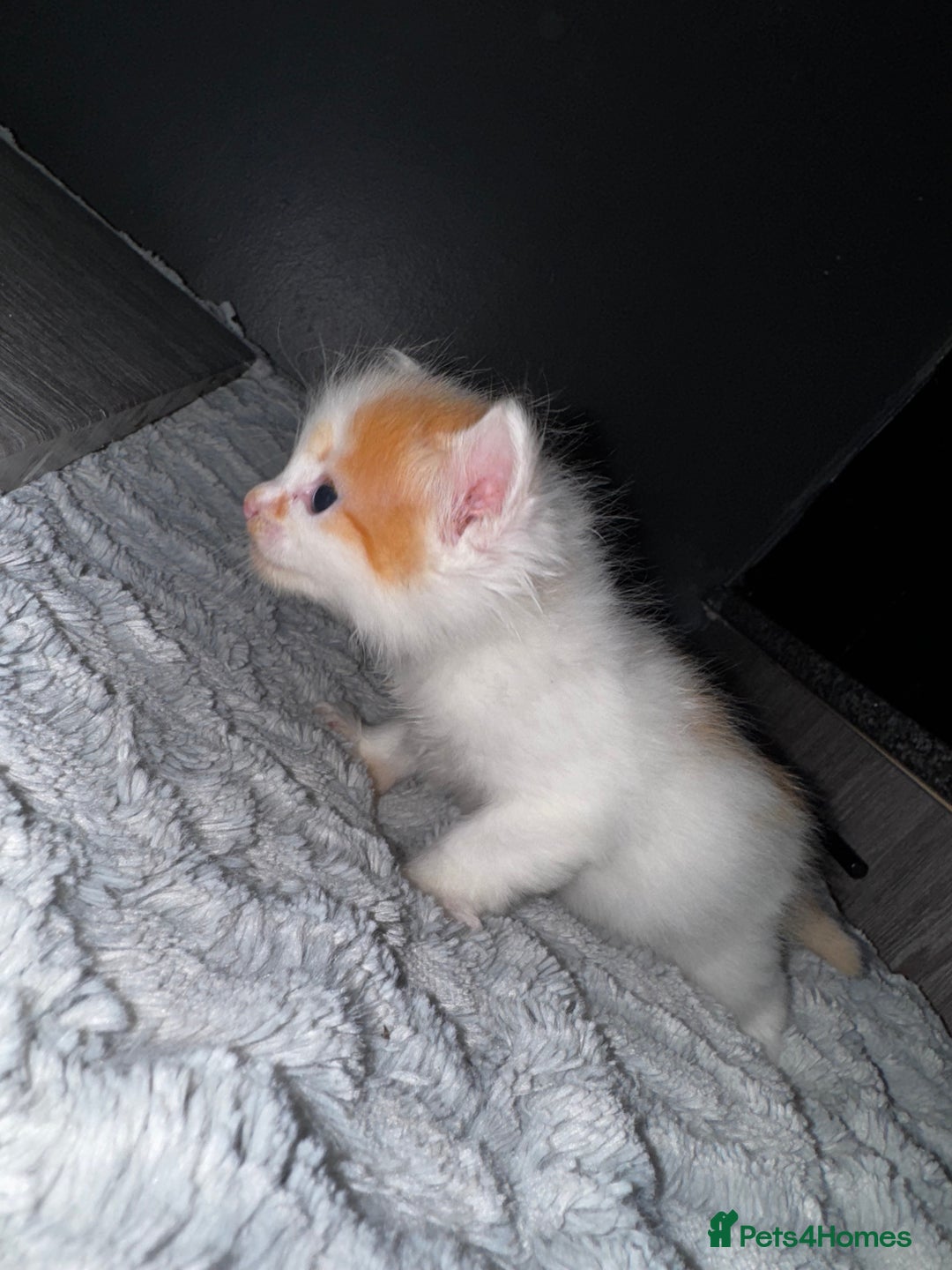 Mixed Breed cats for sale: 7 Mixed Kittens - Ginger, Tabby, Calico, White - Advert 21