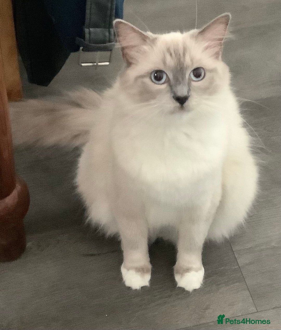 Ragdoll cats for sale: 2 rag doll boys - Image 12