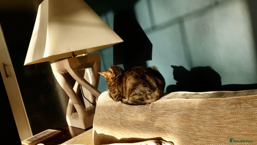 Arabian Mau cats for adoption: Loving Retirement Home in Scotland - Image 10