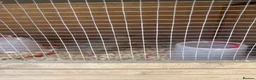 Quail poultry for sale: Female quail and Italian male  - Advert 1