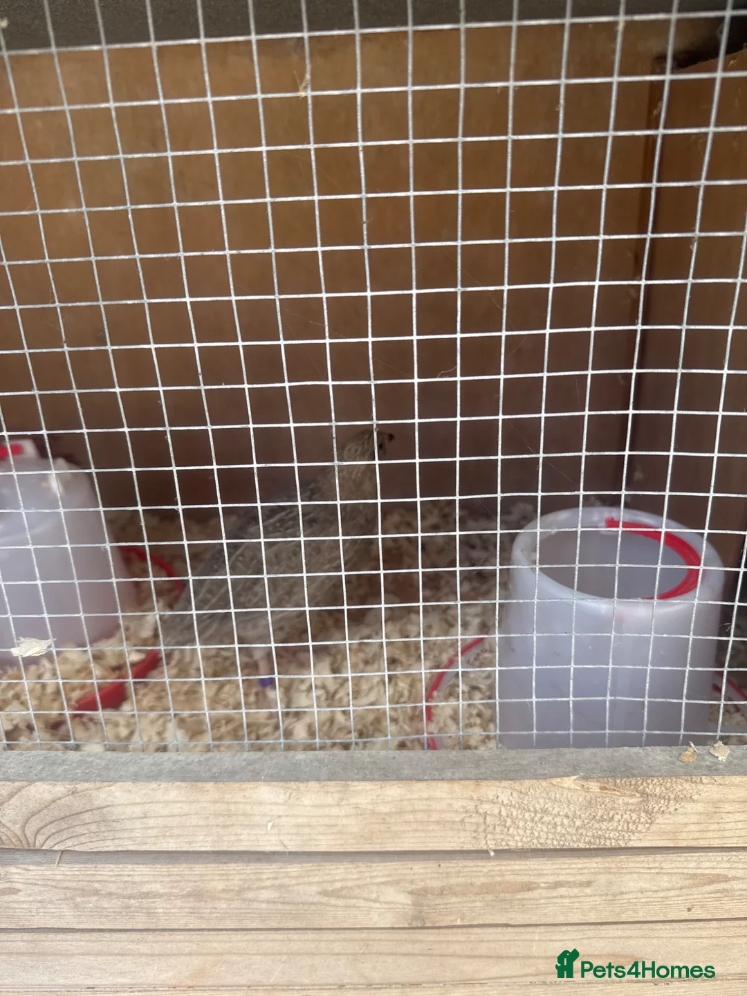 Quail poultry for sale: Female quail and Italian male  - Advert 1