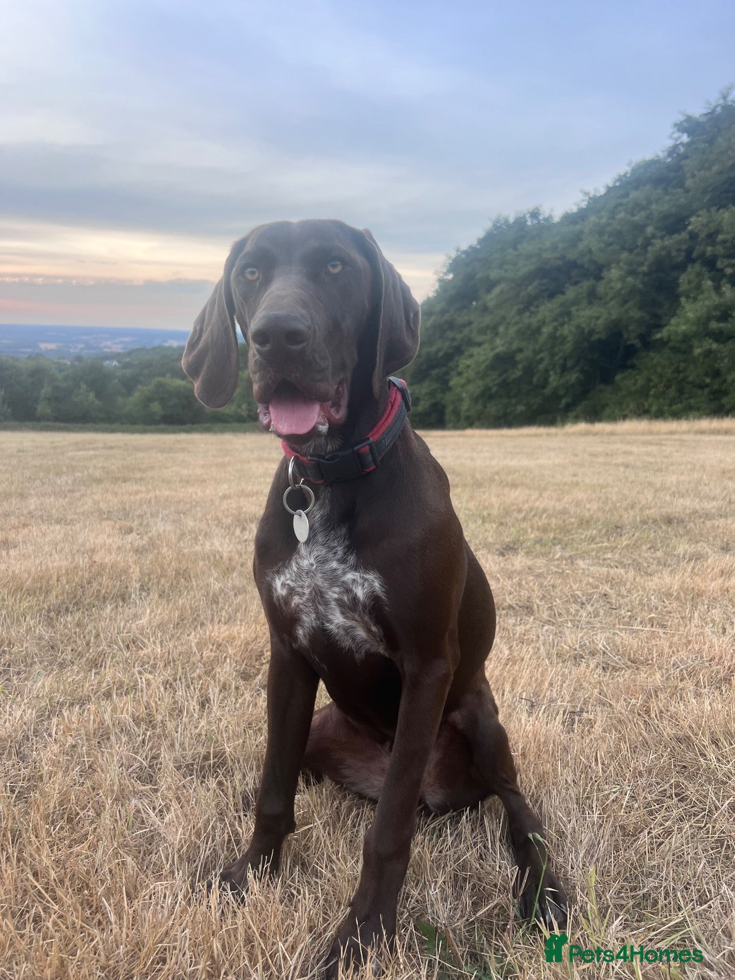German Shorthaired Pointer dogs 9 month old German Shorthaired Pointer  - Advert 1