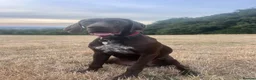 German Shorthaired Pointer dogs for sale: 9 month old German Shorthaired Pointer  - Advert 1