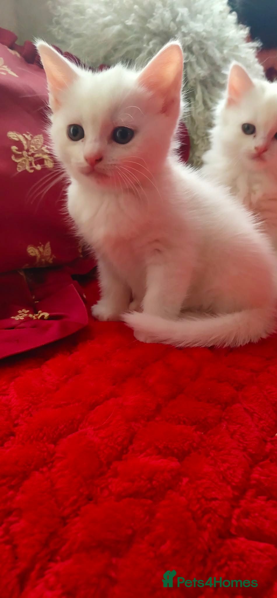 Mixed Breed cats Kittens - Advert 2