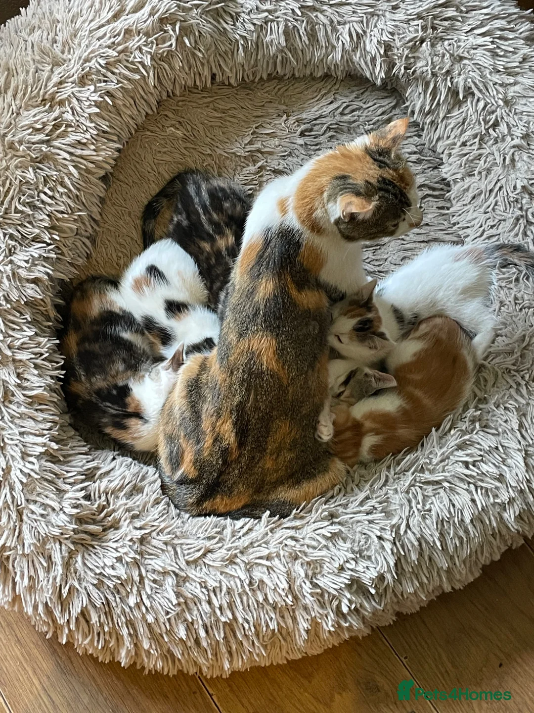 British Shorthair cats for sale: Kittens Ready now in Polegate - Advert 1