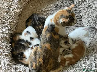 British Shorthair cats Kittens Ready now - Advert 3