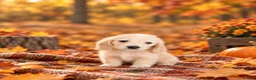 Miniature Dachshund dogs for sale: KC Registered Cream Miniature Dachshund Puppies🐶 - Advert 3
