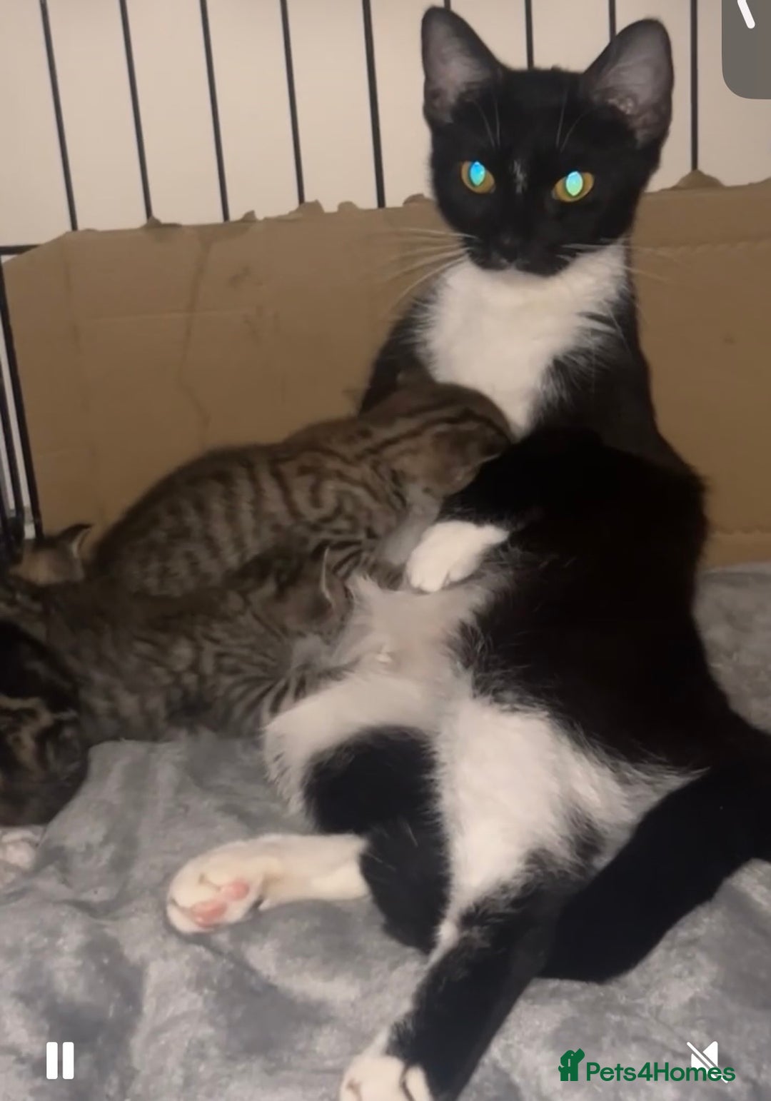Mixed Breed cats for sale: Two tabby kittens available now £80 - Image 9
