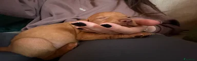 Hungarian Vizsla 2