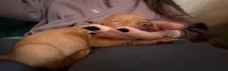 Hungarian Vizsla dogs for sale: 9 Vizsla Puppies for Sale - Advert 7