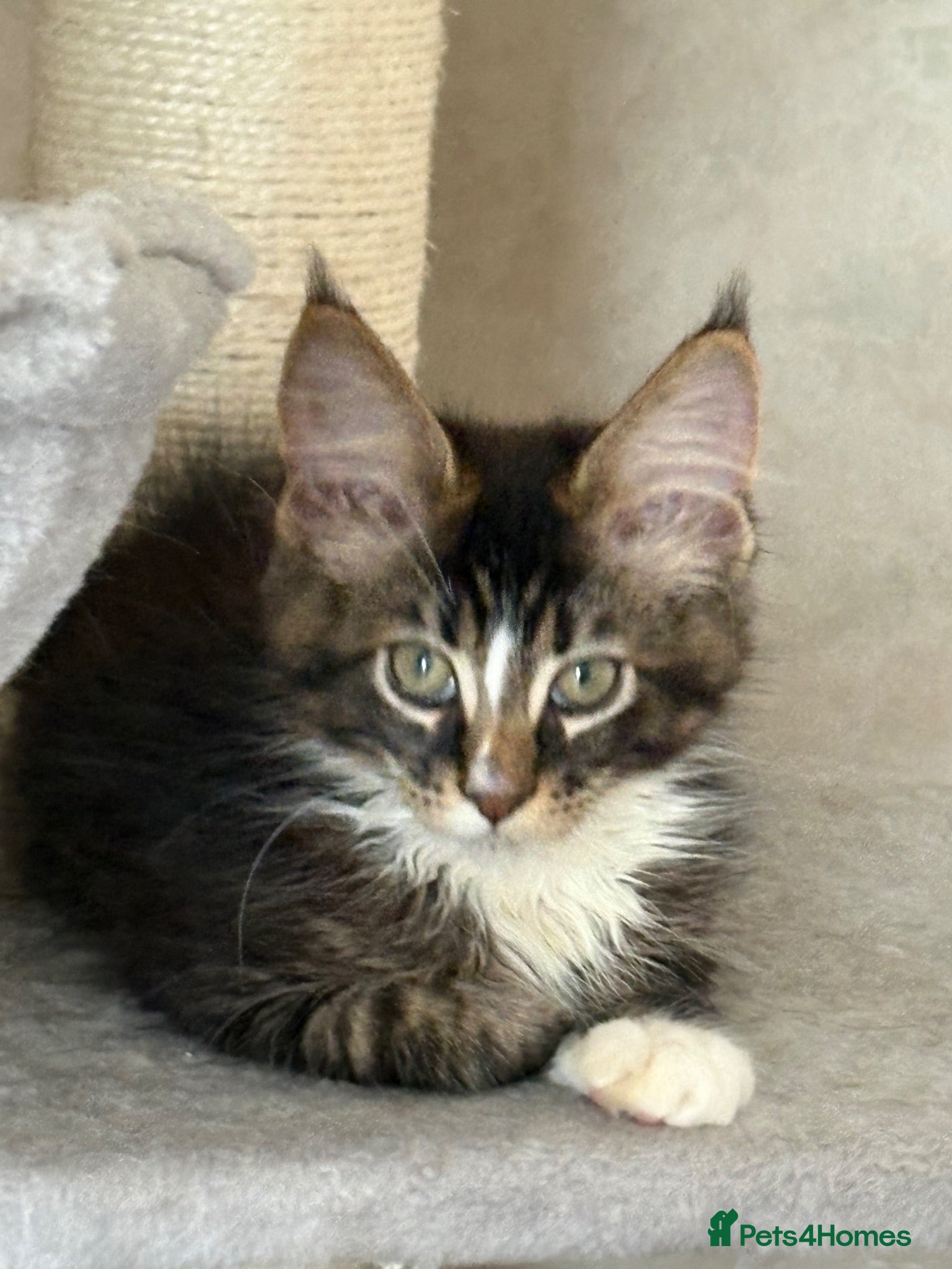 Maine Coon cats TICA Registered pedigree Maine Coon kittens - Advert 1