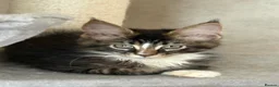 Maine Coon cats for sale: TICA Registered pedigree Maine Coon kittens - Advert 4