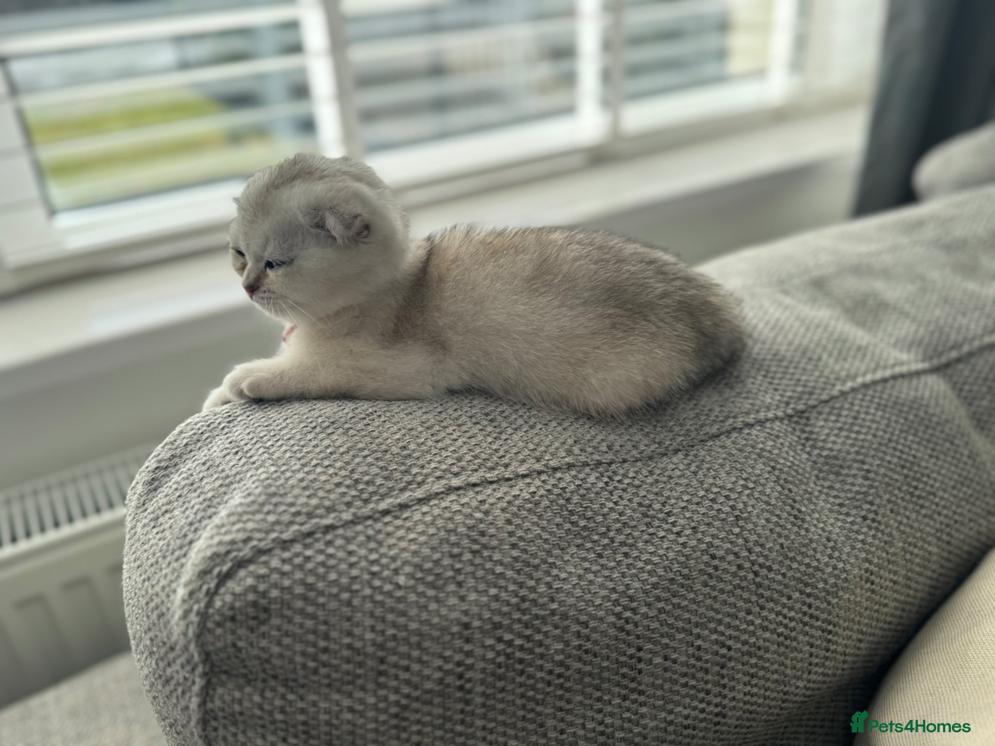 Scottish Fold cats Scottish Folds/straights white - ready to leave  - Advert 10