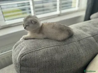 Scottish Fold cats Scottish Folds/straights white - ready to leave - Advert 10
