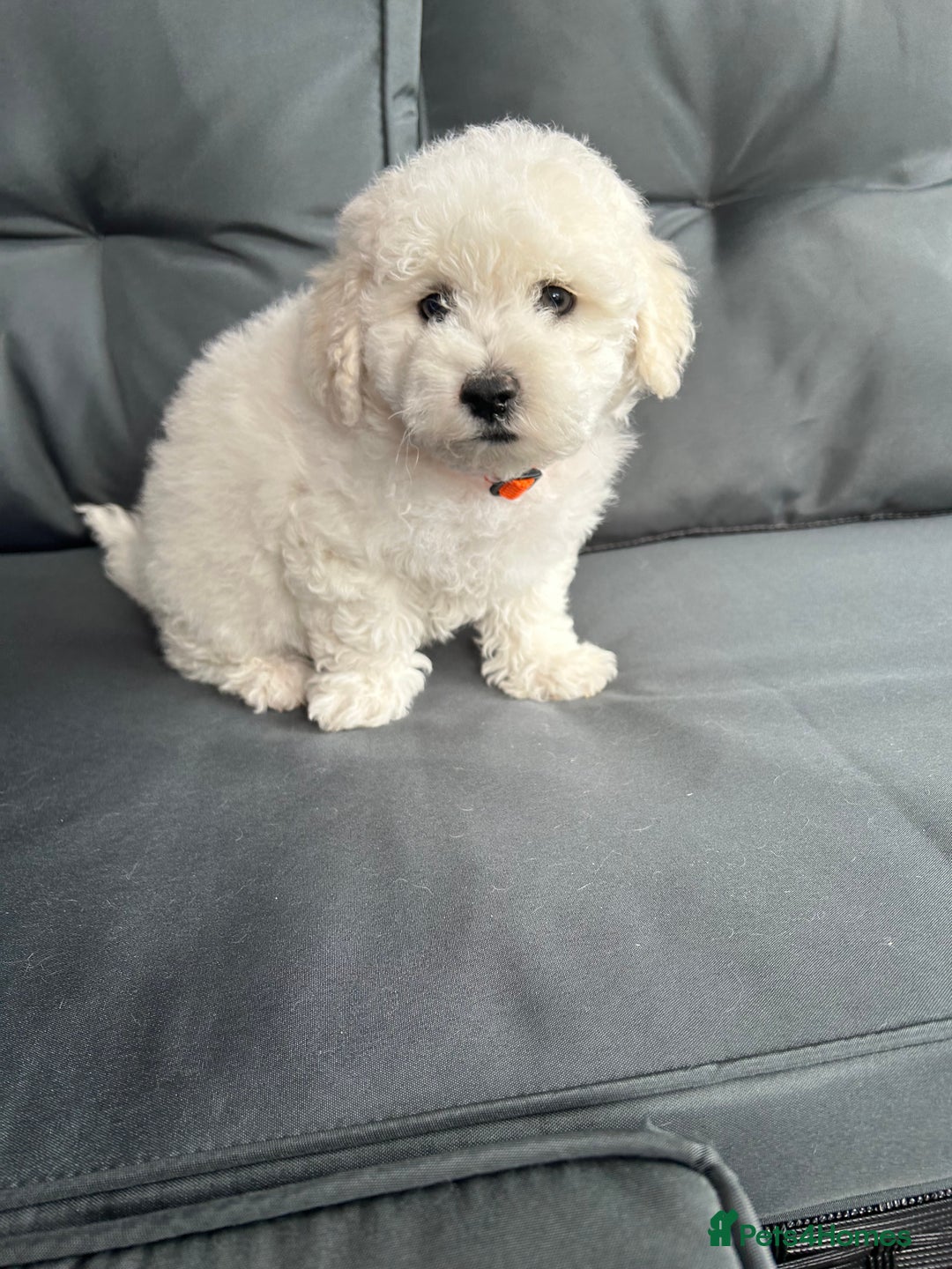 Bichon Frise dogs for sale: Bichon Frise Puppies  - Image 6