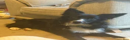 Border Collie dogs for sale: 8 month old border collie.  - Advert 1
