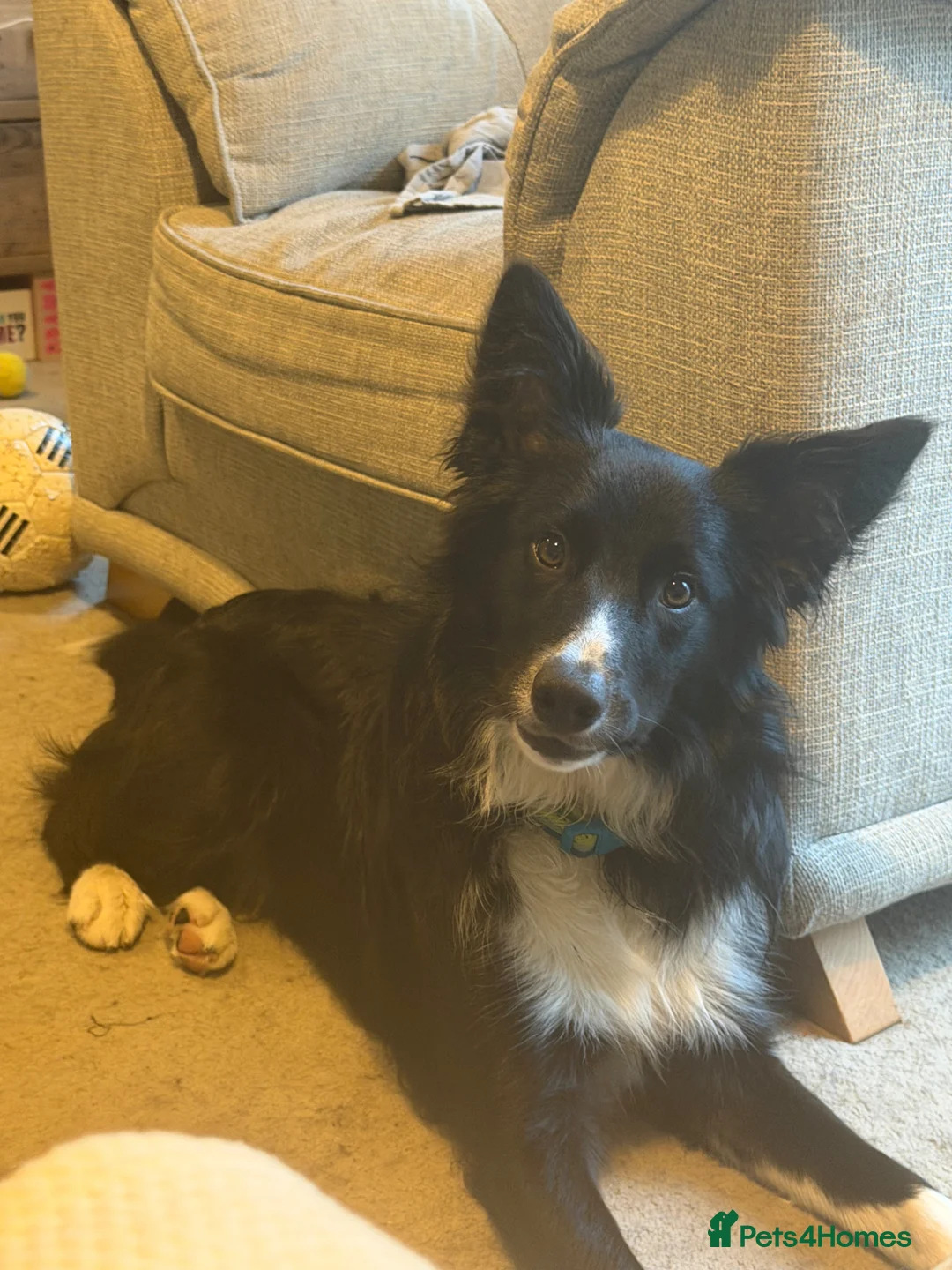 Border Collie dogs for sale: 8 month old border collie.  - Advert 1