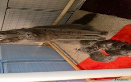 Maine Coon cats for sale: Tica maine coon kitten  - Advert 3