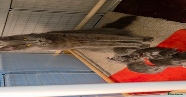 Maine Coon cats Tica maine coon kitten  - Advert 11