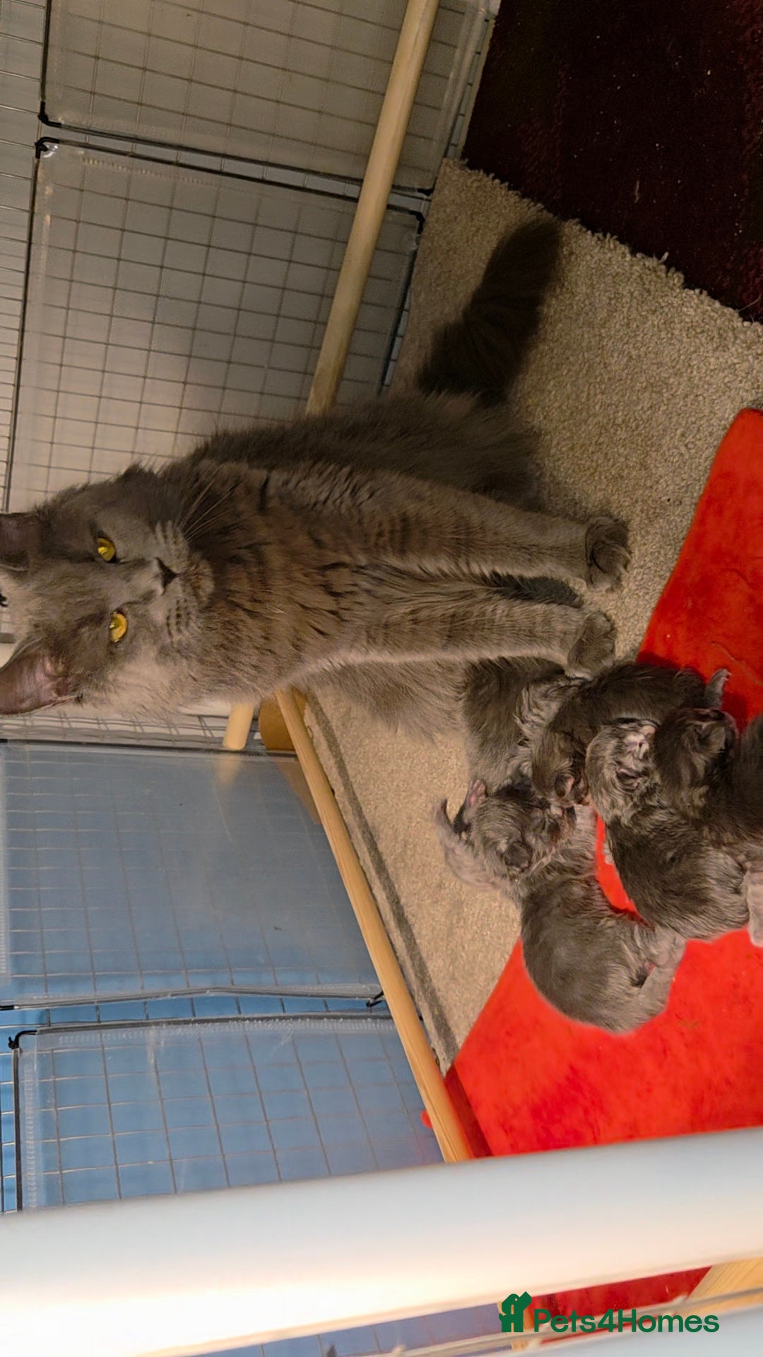 Maine Coon cats for sale: Tica maine coon kitten  - Advert 3