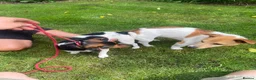 Jack Russell dogs for stud: Proven Miniature Tri Colour Jack Russell for stud - Advert 7