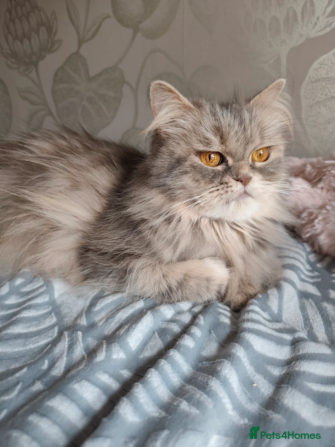 Persian cats for sale: Persian Mixed (F) & Kitten (F) - Advert 17