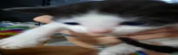 Domestic Shorthair cats for sale: Domestic shorthair  - Advert 13