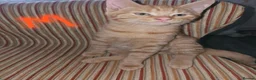 Mixed Breed cats for sale: Kittens to rehome  in Leicester - Advert 5