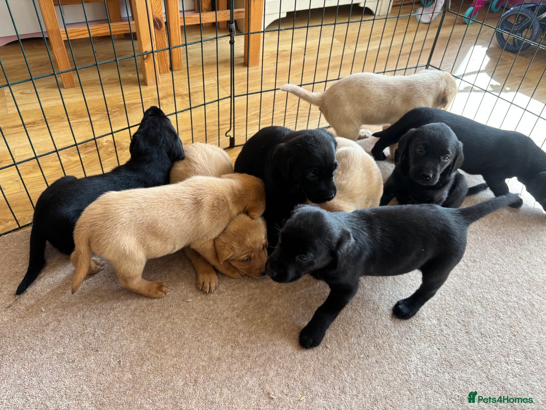 Labrador Retriever dogs for sale: Beautiful KC Registered Lab Pups  - Image 5