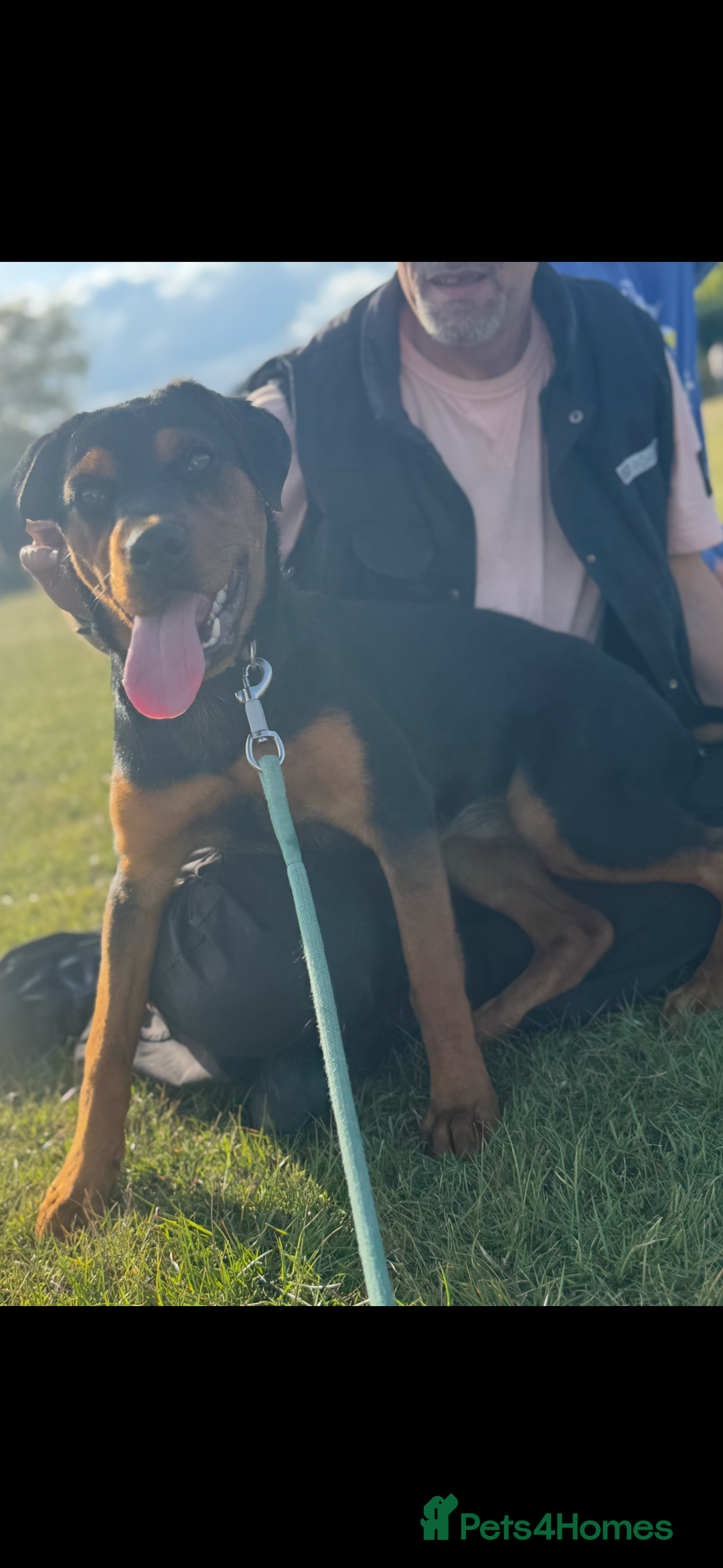 Rottweiler dogs for sale: 9 month old female Rottweiler  - Advert 1