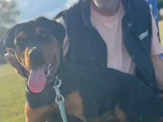 Rottweiler dogs 9 month old female Rottweiler - Advert 4