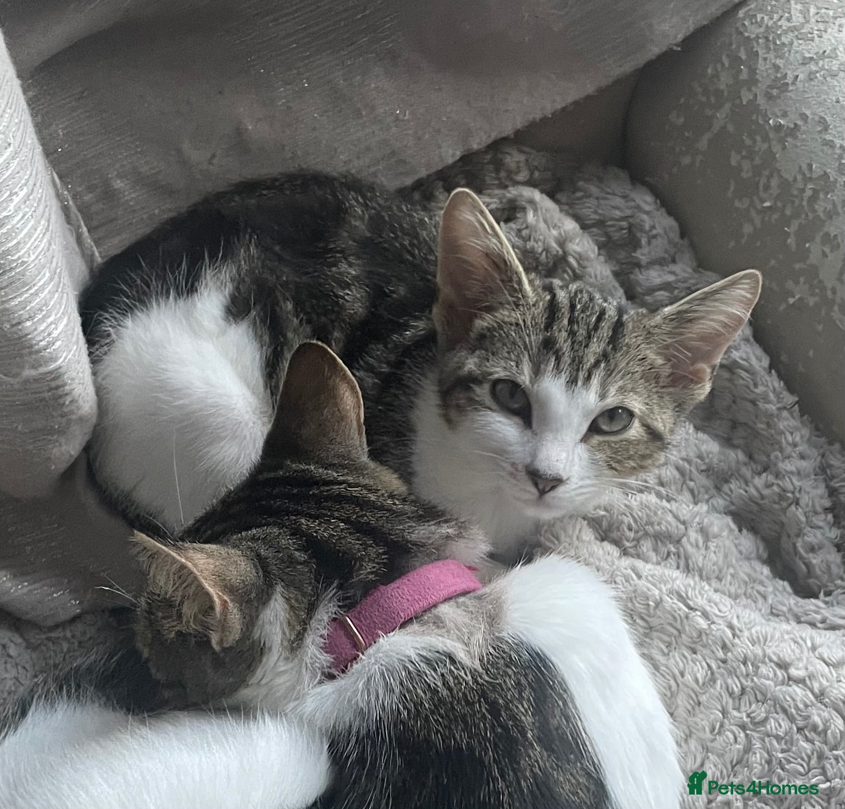 Domestic Shorthair cats Domestic shorthair kitten. - Advert 2