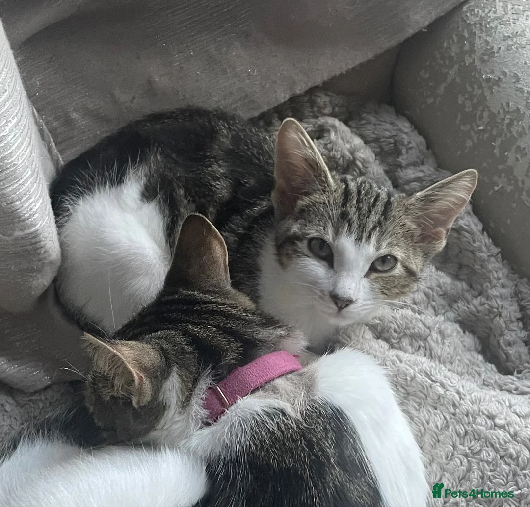 Domestic Shorthair cats for sale: Domestic shorthair kitten. in Wirral - Advert 1