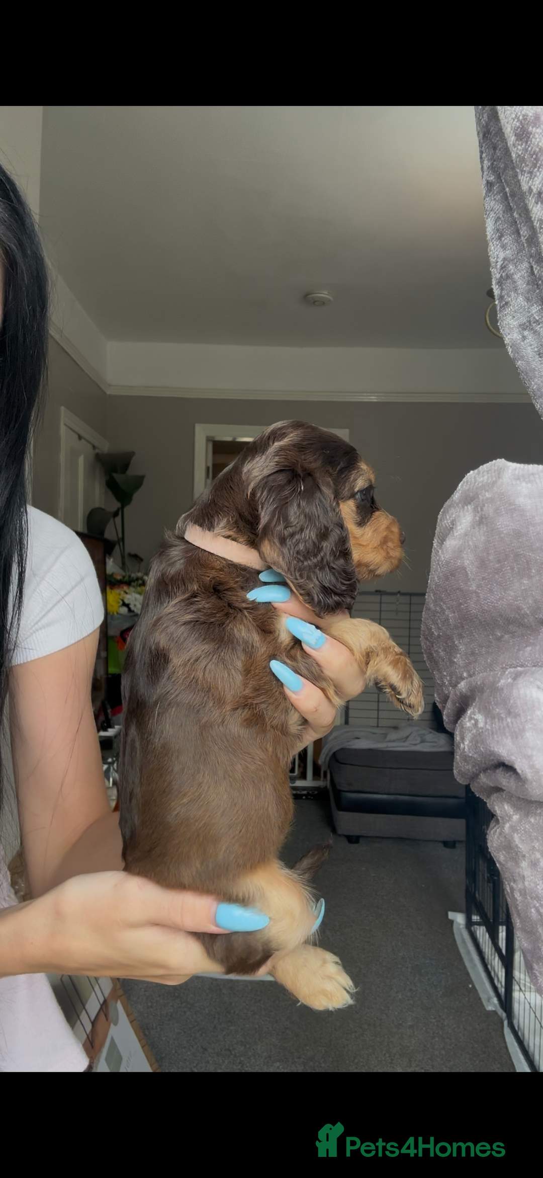 Cocker Spaniel dogs for sale: 7 beautiful chocolate sable cocker spaniels - Image 18