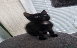Mixed Breed cats for sale: Female kittens  - Image 3