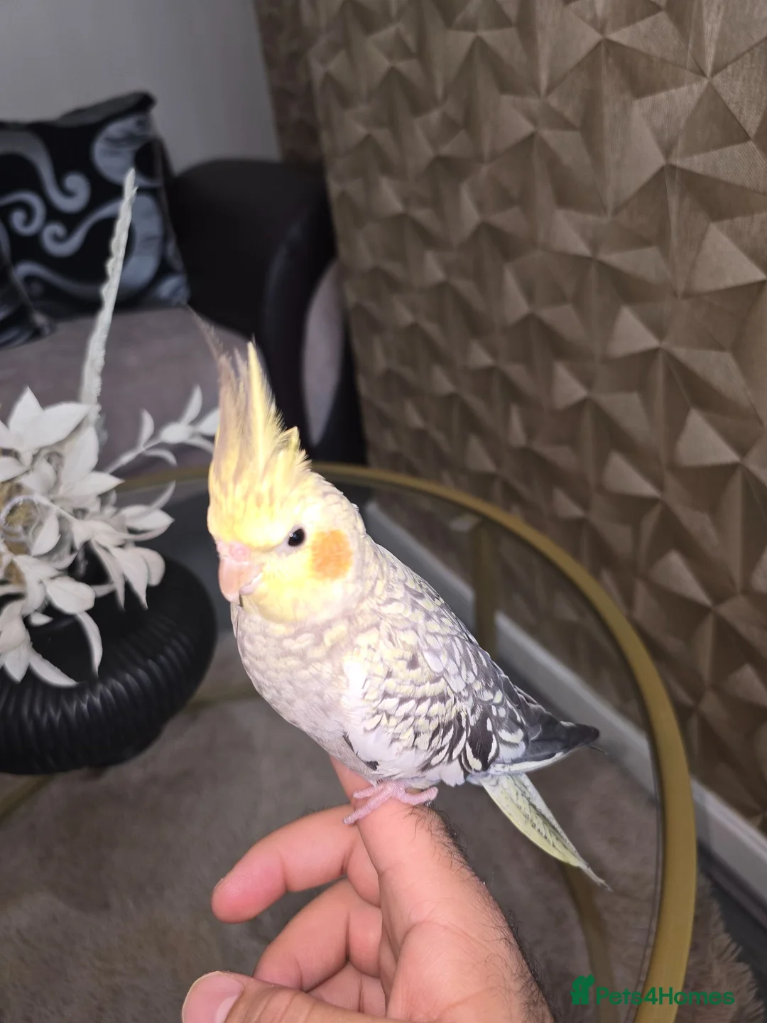 Cockatiels birds for sale: Male cockciel - Advert 1