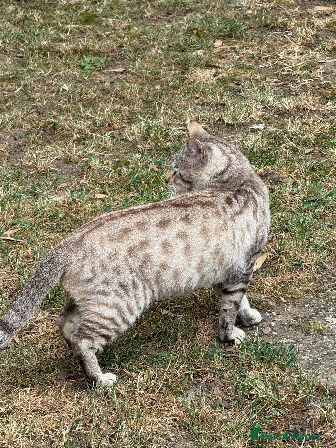 Bengal cats for sale: Snow Bengal lynx - Image 10