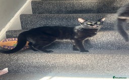 Domestic Shorthair cats for sale: Beautiful black cat looking for new home🐾🩷 - Image 3