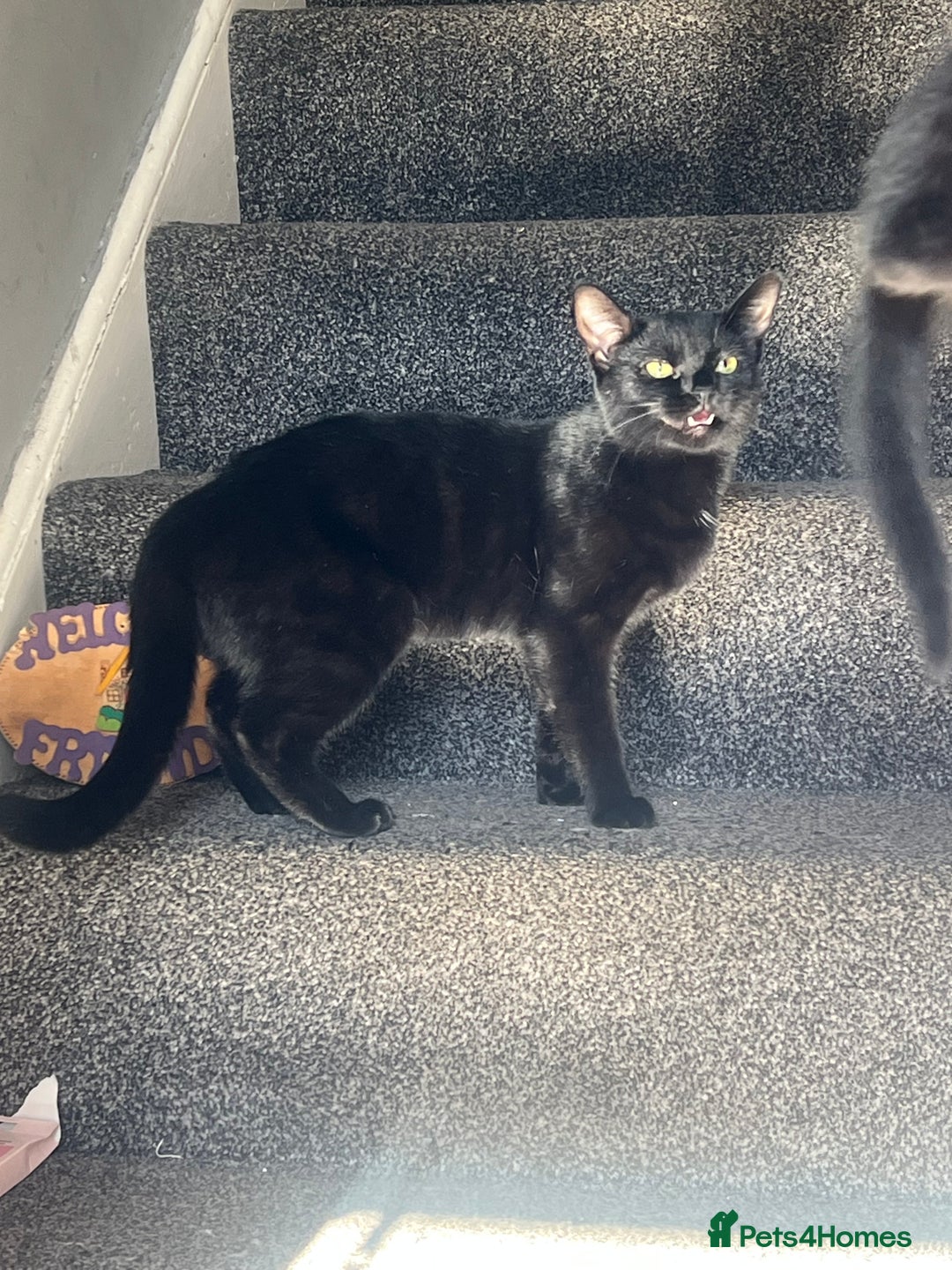 Domestic Shorthair cats for sale: Beautiful black cat looking for new home🐾🩷 - Image 3