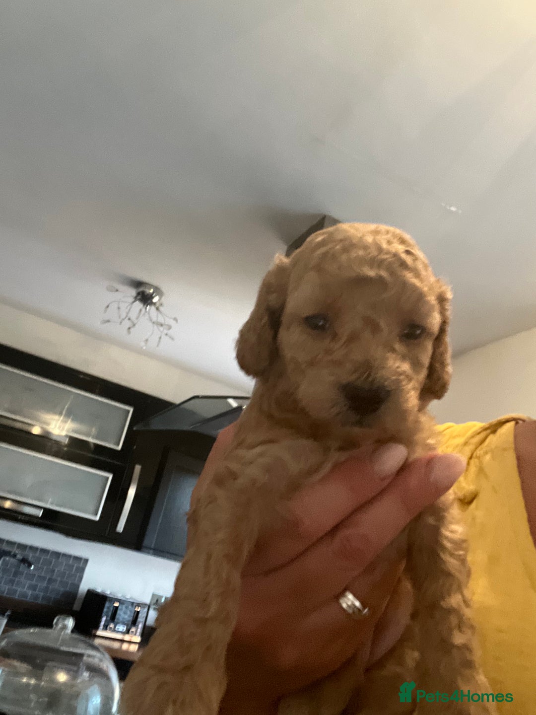 Toy Poodle dogs for sale: Toy poodle puppies - Image 12