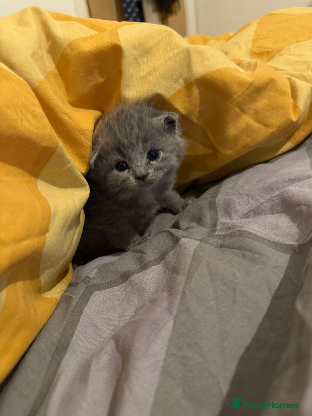 Mixed Breed cats for sale: British Short x Mainecoon Hair (2 Kittens Left) - Advert 4