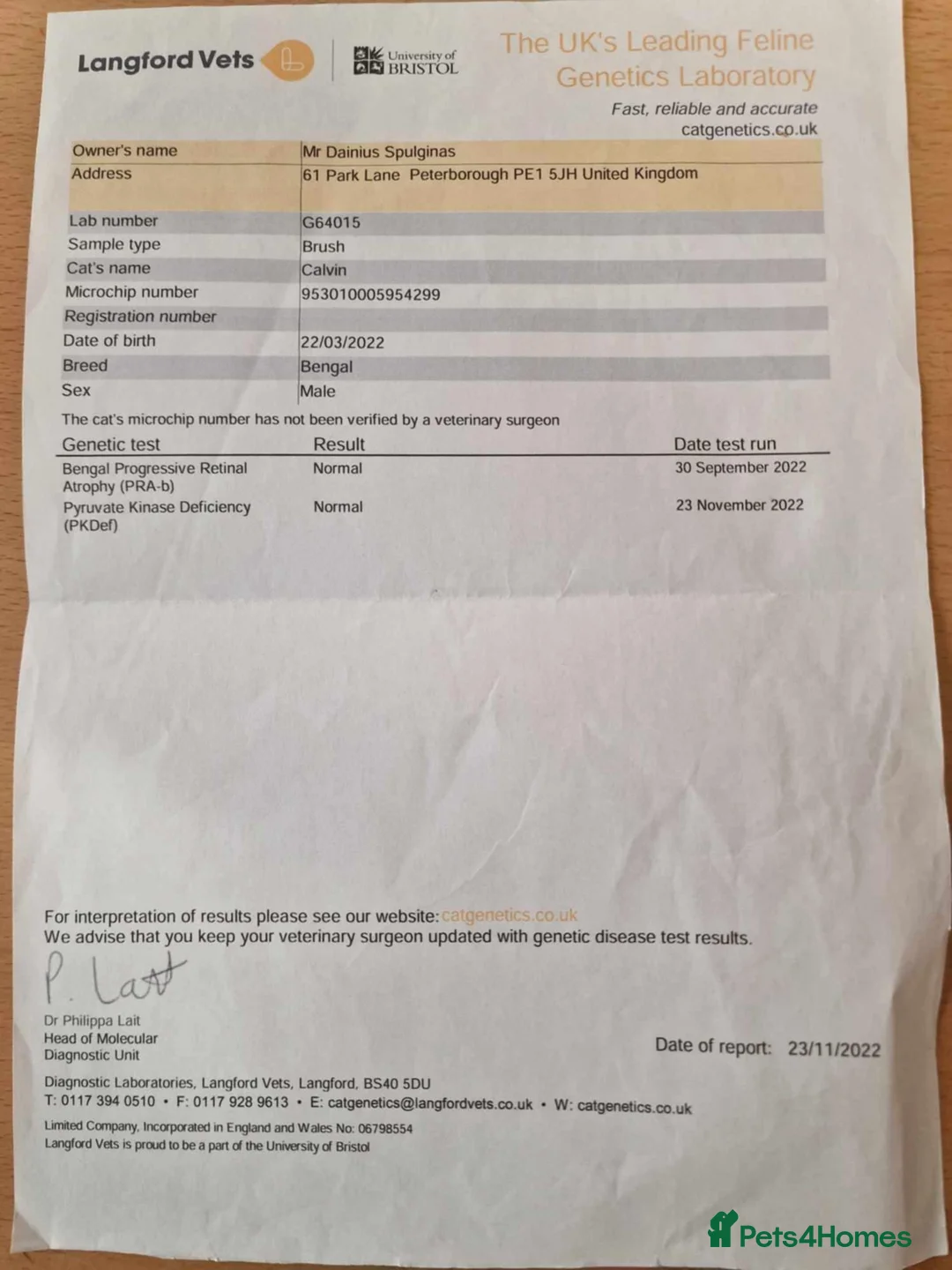 Bengal cats for stud: Bengal cat for stud, Calvin. in Peterborough - Advert 31