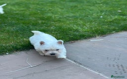 West Highland Terrier dogs for sale: West highland terrier puppies - Image 16