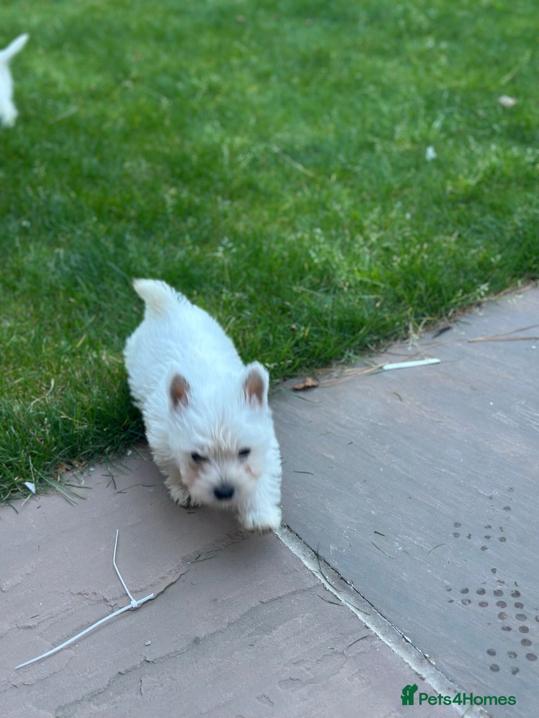 West Highland Terrier dogs for sale: West highland terrier puppies - Image 16