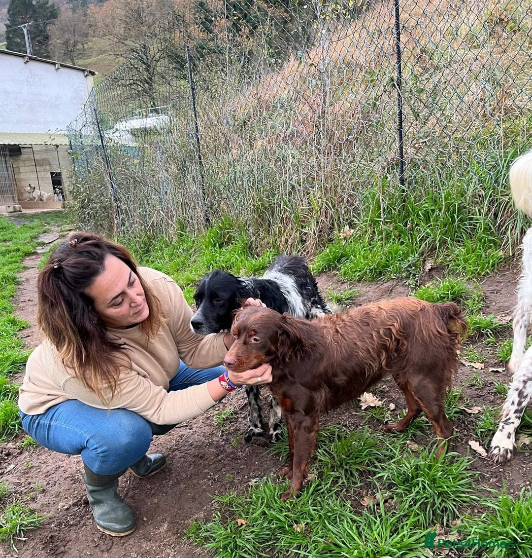 Brittany Spaniel dogs for adoption: Diana, a lovely young Brittany - Advert 7