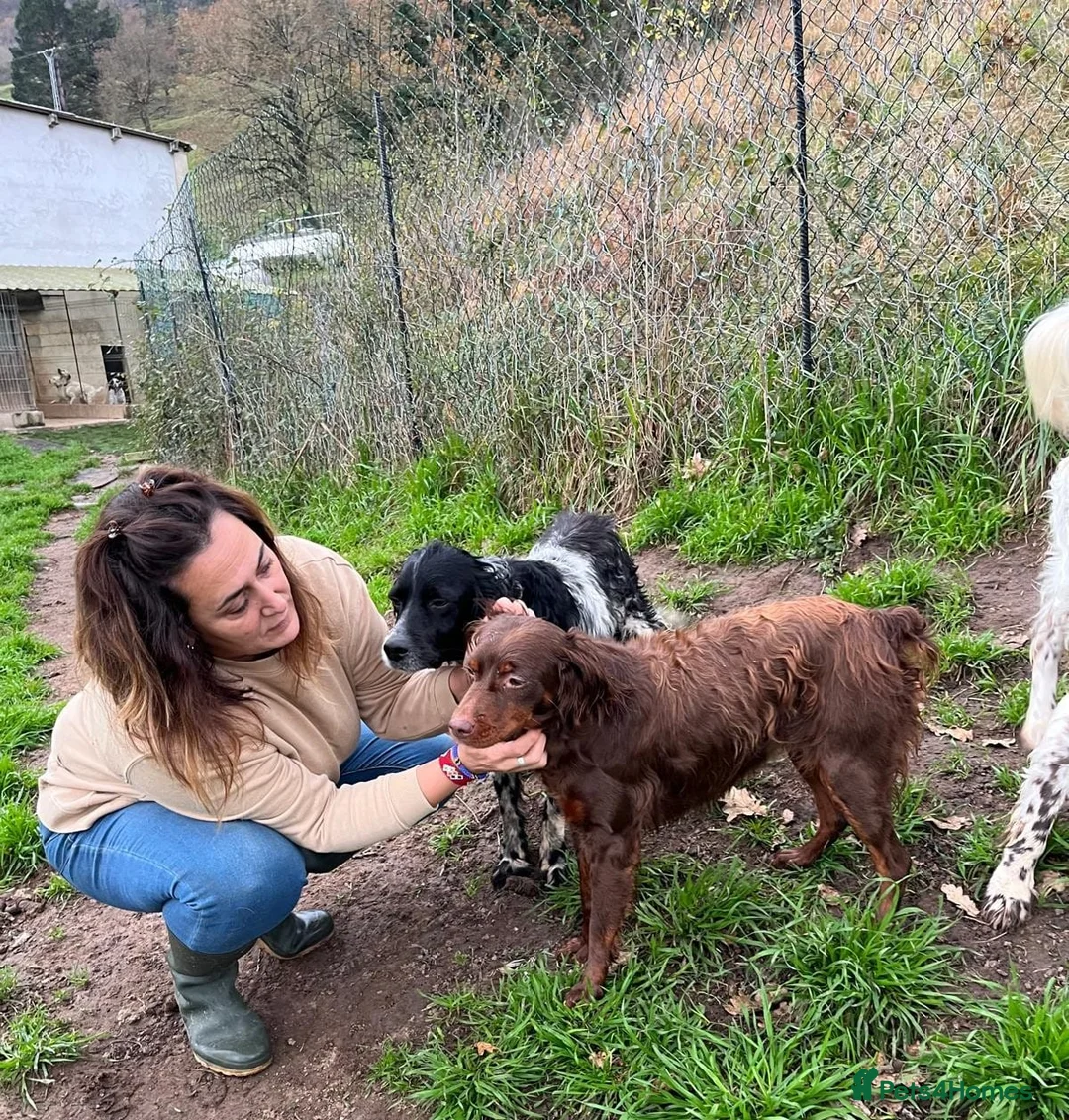 Brittany Spaniel dogs for adoption: Diana, a lovely young Brittany - Advert 7