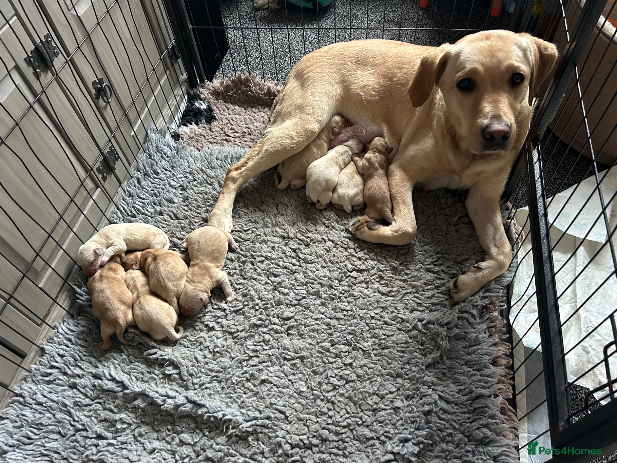 Labrador Retriever dogs Stunning Labrador puppies 🐶  - Advert 1