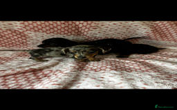 Miniature Dachshund dogs for sale: Miniature  - Image 5