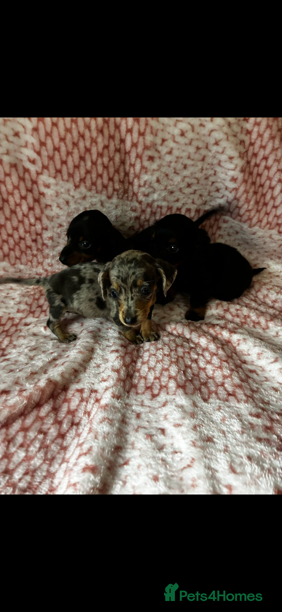 Miniature Dachshund dogs for sale: Miniature  - Image 5