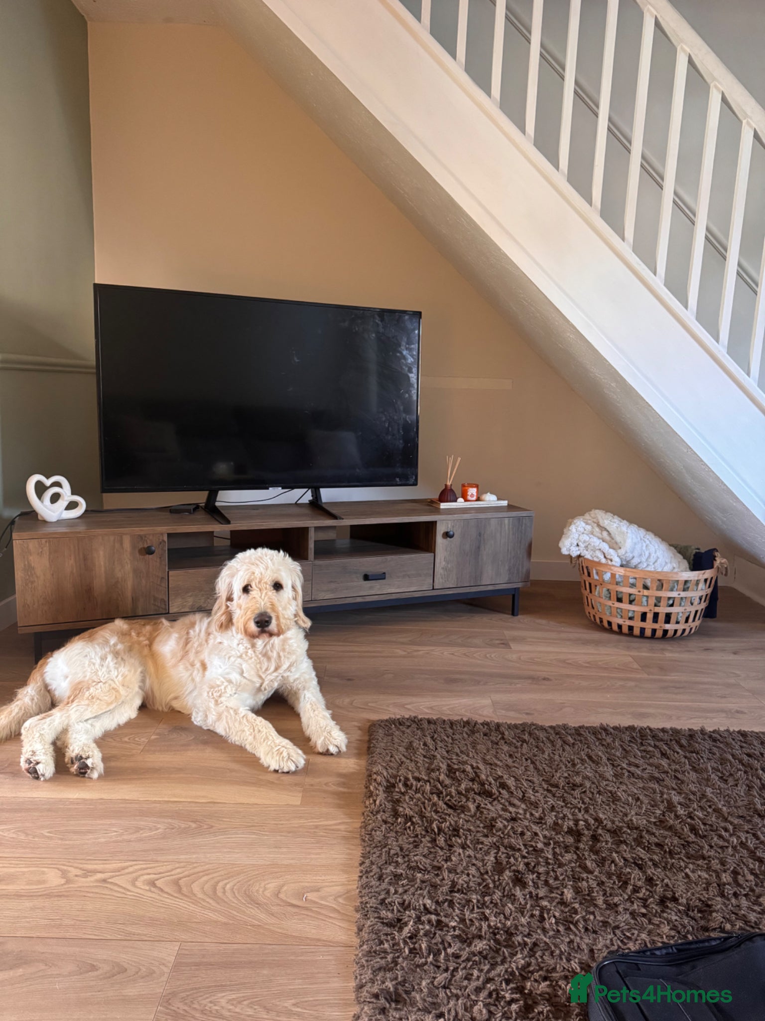 Mini Goldendoodle dogs 🐶 F1b Goldendoodle Puppies Expected – July 2026  - Advert 1